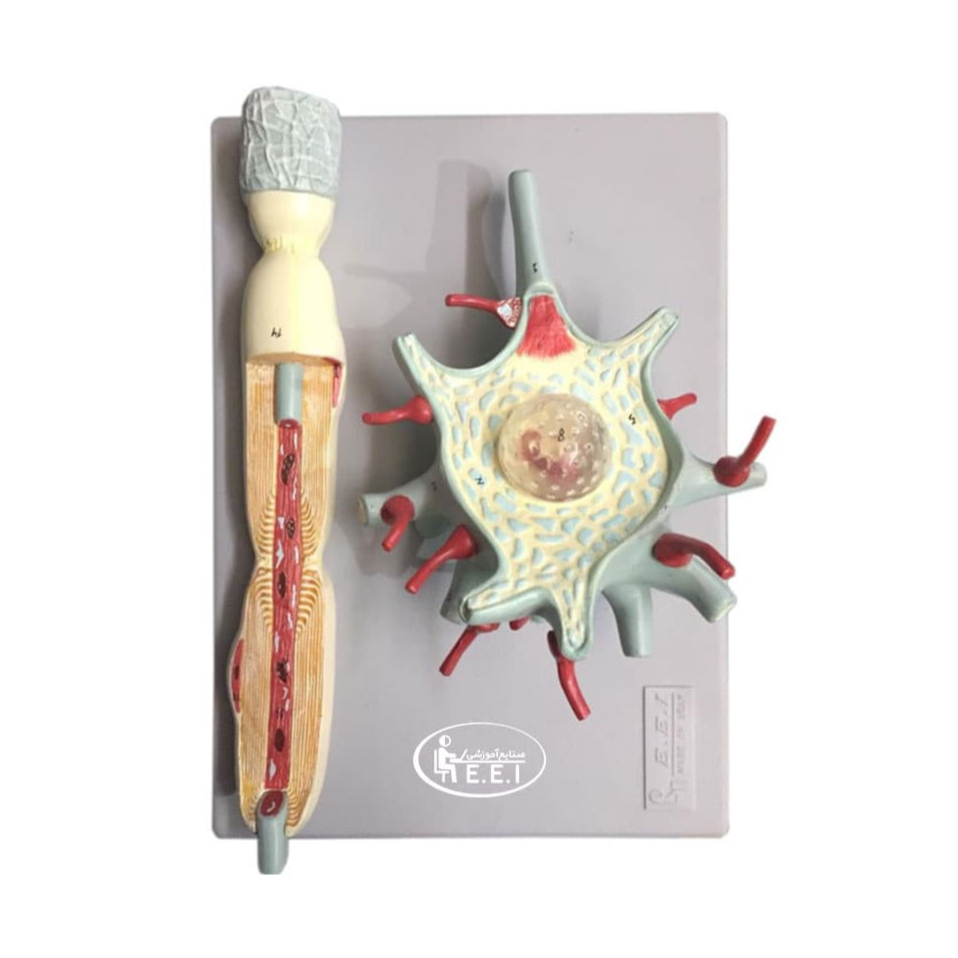 مدل سلول عصبی - این مدل بر اساس تصاویر میکروسکوپ الکترونی طراحی و ساخته شده‌‌است. مدل حدود 2500 بار بزرگتر از اندازه طبیعی است و ساختمان جسم سلولی، دندریت، اکسون،ریشه‌ها و شاخه‎‌های اعصاب نخاعی، گانگلیون‌ها و پوشش‌ها را به‌خوبی نمایش می‌دهد. مدل از دو قطعه تشکیل و روی تخته نصب شده و غیرقابل تفکیک است. این مدل مناسب ...