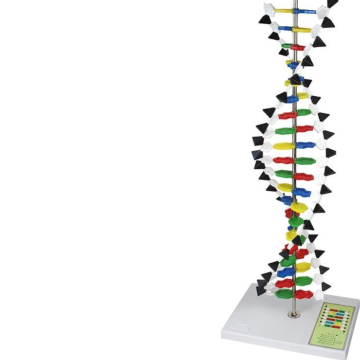 مدل DNA - این محصول متشکل اززنجیره های مولکولی، نصب شده بر روی پایه است که ساختار DNA را بررسی می نماید. این نوکلئوتیدها عبارتند از A آدنین، Gگوانین، Cسیتوسین و Tتیمین. ساختار شیمیایی د ی ان ای به صورت پیوند مشخصی از دو دنباله خطی از این 4 نوکلئوتید می باشد. این محصول شامل تعدادی مولکول پلاستیکی به همراه پیون ...