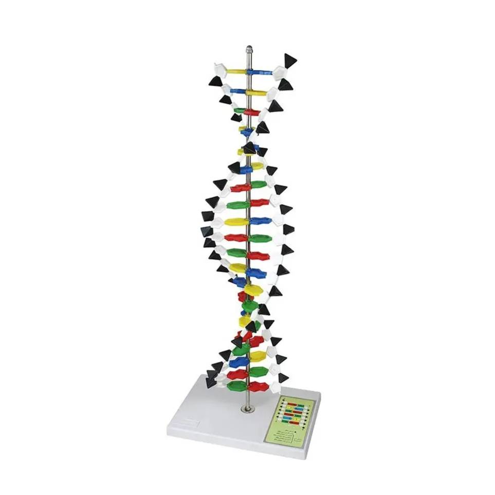 مولاژ مدل DNA - این محصول متشکل از زنجیره های مولکولی، نصب شده بر روی پایه است که ساختار DNA را بررسی می نماید.
این نوکلئوتیدها عبارتند از A آدنین، Gگوانین، Cسیتوسین و Tتیمین.
ساختار شیمیایی د ی ان ای به صورت پیوند مشخصی از دو دنباله خطی از این 4 نوکلئوتید می باشد.
این محصول شامل تعدادی مولکول پلاستیکی به همراه  ...