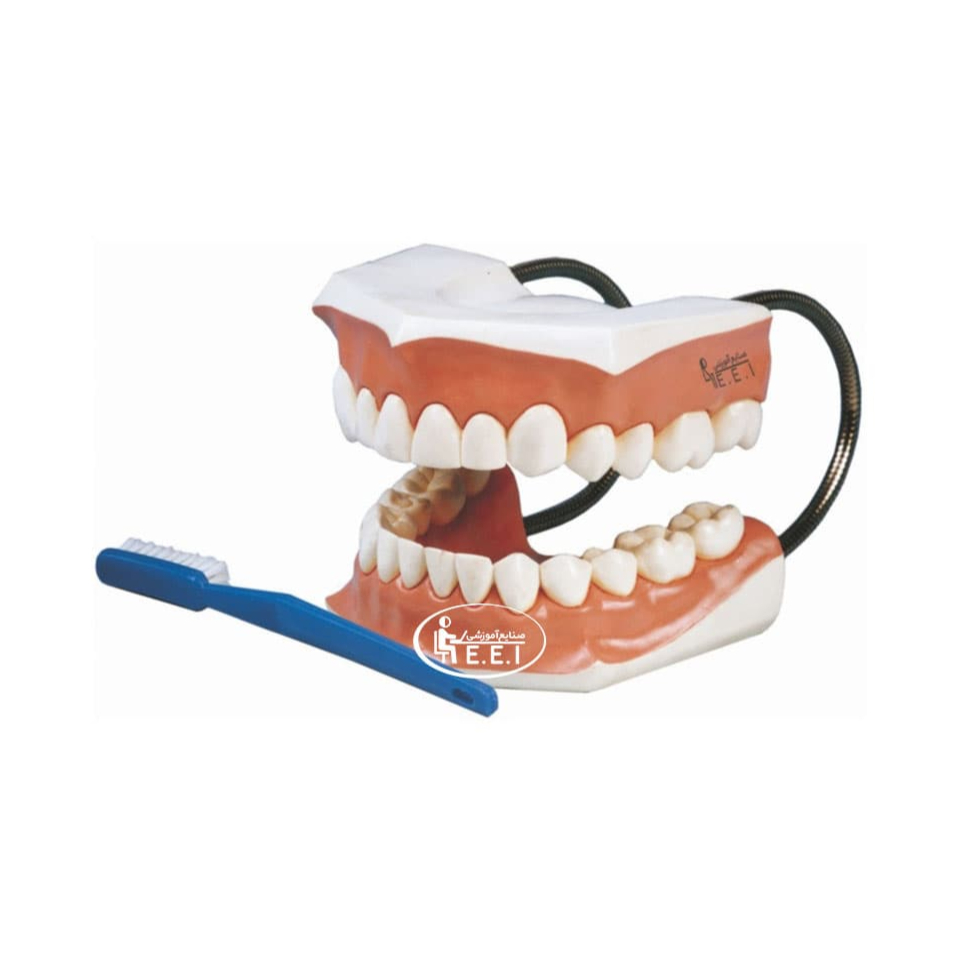 مدل آموزش مسواک زدن 3 برابر اندازه طبیعی - این مدل برای آموزش مسواک زدن به کودکان و تشویق آنها به مسواک زدن کاربرد دارد در سه برابر اندازه طبیعی ساخته شده و دندان های فک بالا و پایین یک فرد بالغ را نشان میدهد همچنین برای مطب دندانپزشکی ،بیمارستانها ،کلاس های درسی و مراکز آموزشی مناسب است .ازمواد اولیه بهداشتی وpvc فاقدمواد مضر سرطان زا ورنگه ...