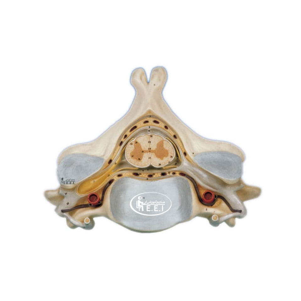 مدل پنجمین مهره گردن - این مدل تقریبا 7 برابر اندازه طبیعی است و ساختمان یک مهره گردن را در نمای فوقانی به‌همراه عناصر مهره‌ای، مقطع عرضی نخاع، ریشه‌ها و شاخه‌های اعصاب نخاعی، گانگلیون نخاعی و عروق نمایش می‌دهد. مدل در یک قطعه و روی تخته نصب شده‌است.این مدل هم مناسب مراکز آموزشی و هم مراکز پزشکی می باشد. مدل‌های آناتومی ت ...