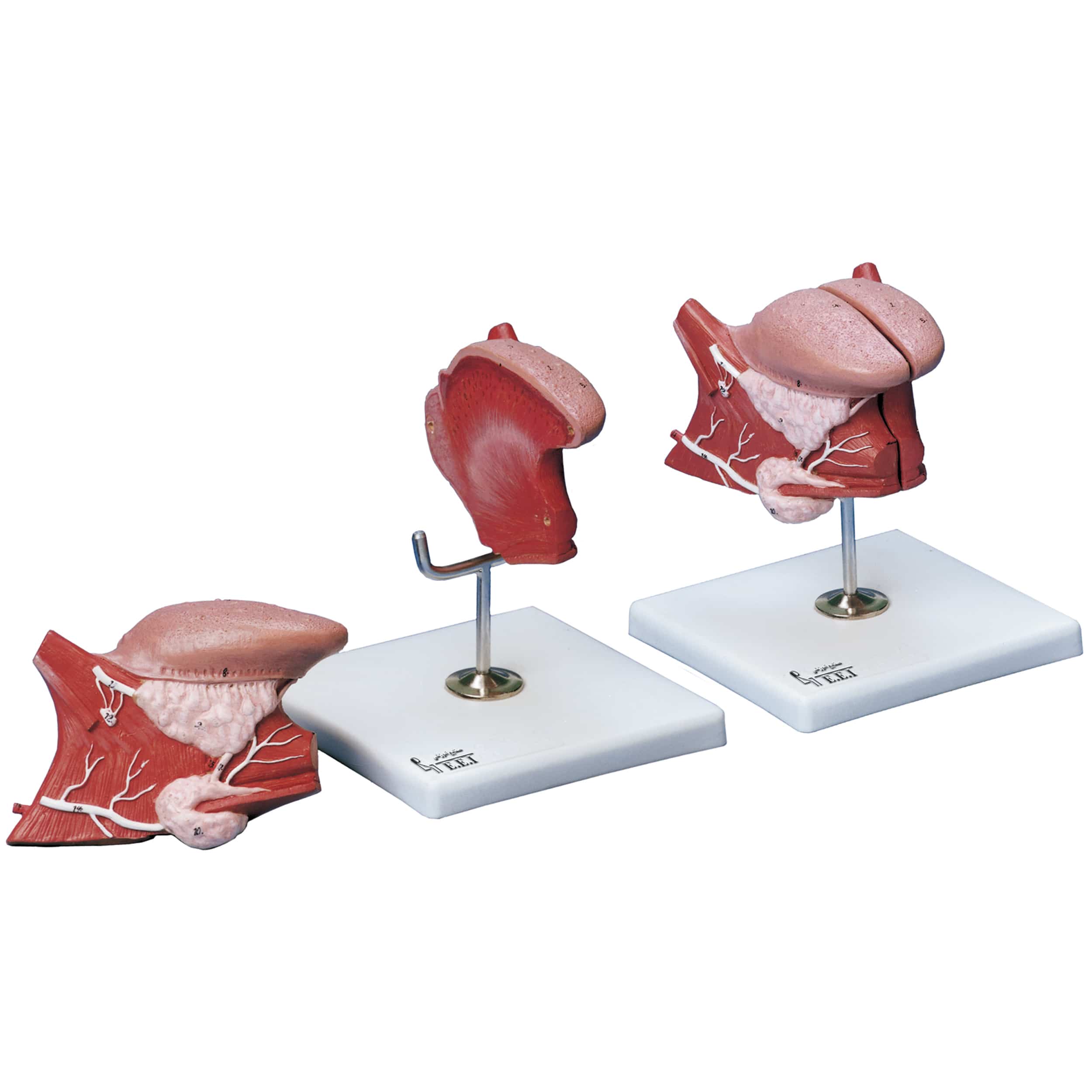 مولاژ زبان 2 برابر اندازه طبیعی-این مدل دو برابر اندازه طبیعی است و به دو قطعه تفکیک می‌شود. در این مدل ساختمان دقیق پرزهای چشایی بخصوص نحوه استقرار پرزهای محصور یا V شکل، عضلات دیافراگم دهان، تعدادی از عضلات خارجی زبان و در برش میانی عضلات درونی نمایش داده‌شده‌اند. همچنین موقعیت و شکل دقیق غدد زیرز ...