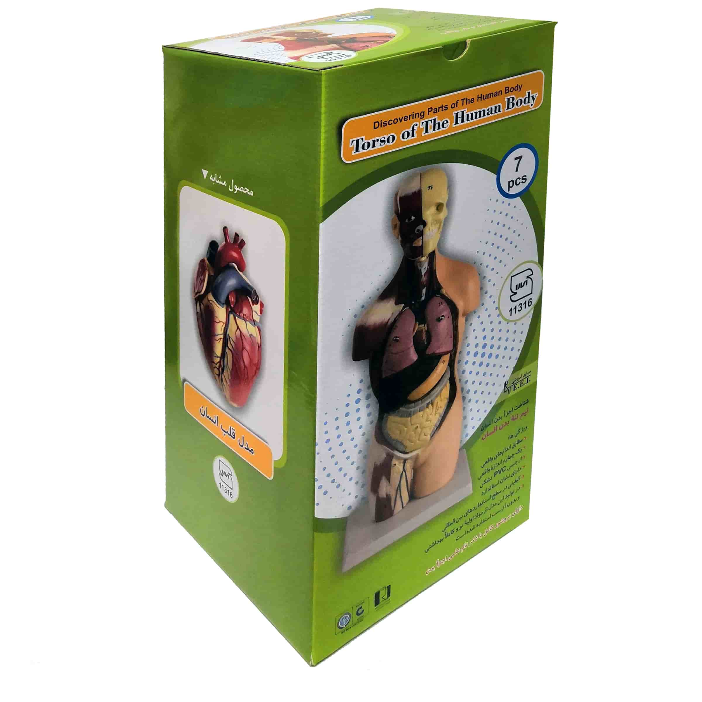 مولاژ مدل نيم تنه انسان با ماهيچه 1.4 اندازه طبيعی-مولاژ نیم تنه انسان با ماهیچه 1/4 اندازه طبیعی است. قطعات مولاژ نیم تنه با ماهیچه عبارتند از:  نیمه شش چپ و راست قلب کبد معده روده کوچک و بزرگ بدنه مدل