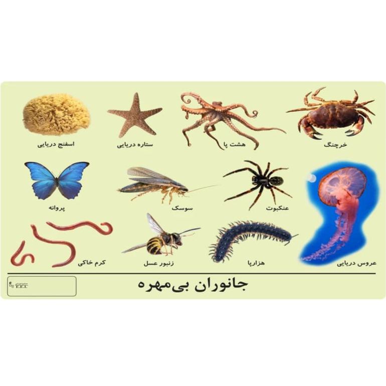 قیمت پوستر آموزشی جانوران بی مهره صنایع آموزشی